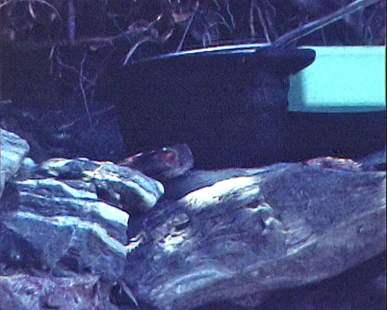 02-Kampos-2301-Gecko-1 02-Kampos-2301-Gecko-1