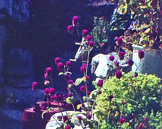 02-Kampos-2549-Pflanzen eines Innenhofs 02-Kampos-2549-Pflanzen eines Innenhofs