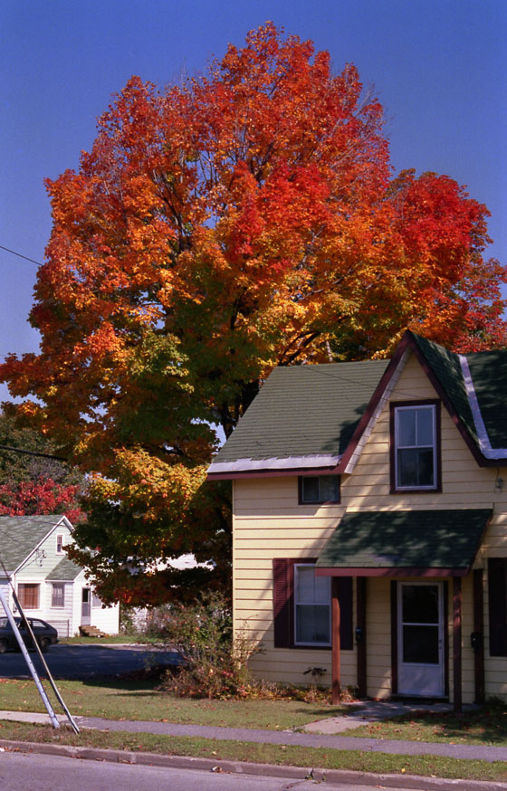 Canada (1986)-121-Parry Sound-bunter Herbstbaum mit Wohnhaus-1-560