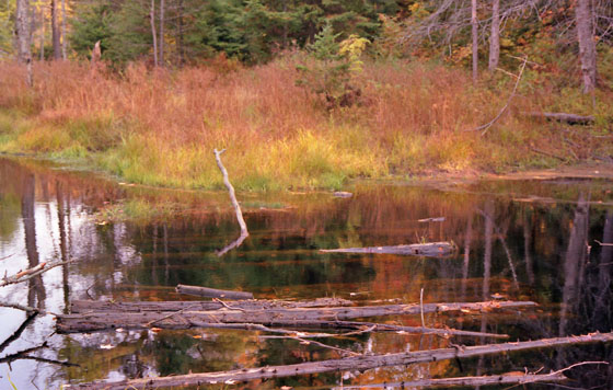 Canada (1986)-172-Waldwanderung - Baumstämme im Waldsee-1-560 Canada (1986)-172-Waldwanderung - Baumstämme im Waldsee-1-560