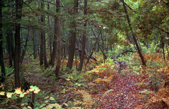 Canada (1986)-181-Waldwanderung - unser Weg durch den Wald-1-560 Canada (1986)-181-Waldwanderung - unser Weg durch den Wald-1-560