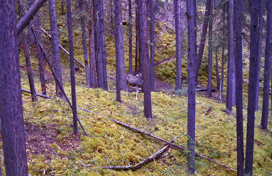 Canada (1986)-245-Banff-Banff-Karibu (3)-1-560 Canada (1986)-245-Banff-Banff-Karibu (3)-1-560