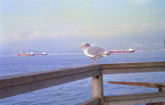 Canada (1986)-260-Vancouver-Holzpier mit Möve + Blick auf Schiffe im Bay-1-560 Canada (1986)-260-Vancouver-Holzpier mit Möve + Blick auf Schiffe im Bay-1-560