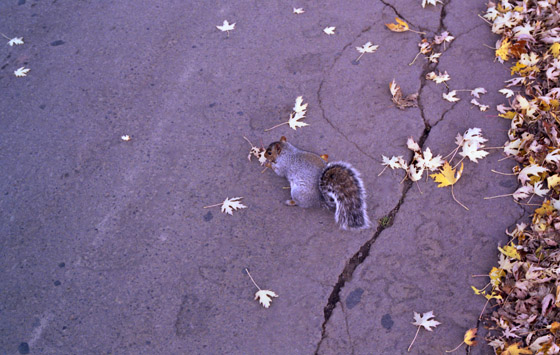 Canada (1986)-476-Montreal-Mount Royal Cemetry-Squirrel von hinten 560