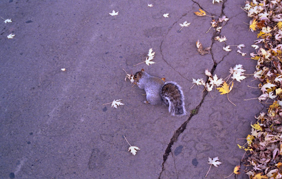 Canada (1986)-476-Montreal-Mount Royal Cemetry-Squirrel von hinten 560 Canada (1986)-476-Montreal-Mount Royal Cemetry-Squirrel von hinten 560