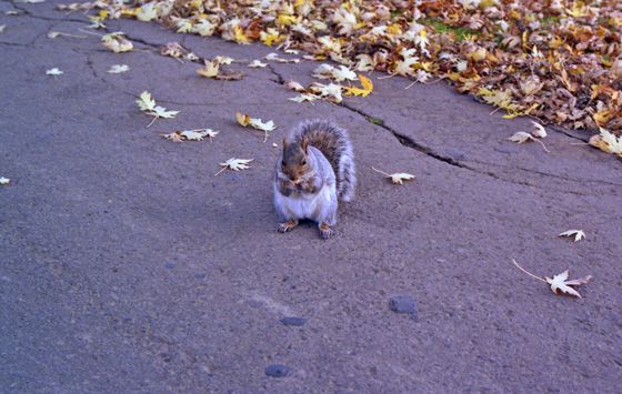 Canada (1986)-477-Montreal-Mount Royal Cemetry-Squirrel von vorn 560 Canada (1986)-477-Montreal-Mount Royal Cemetry-Squirrel von vorn 560