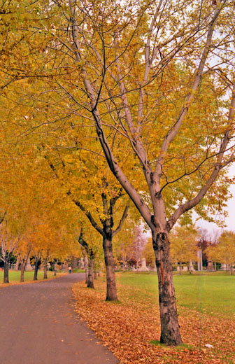 Canada (1986)-482-Montreal-Mount Royal Cemetry-Weg 520