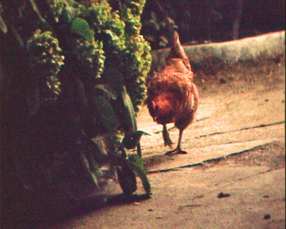 02-Kampos-2393-Huhn 02-Kampos-2393-Huhn
