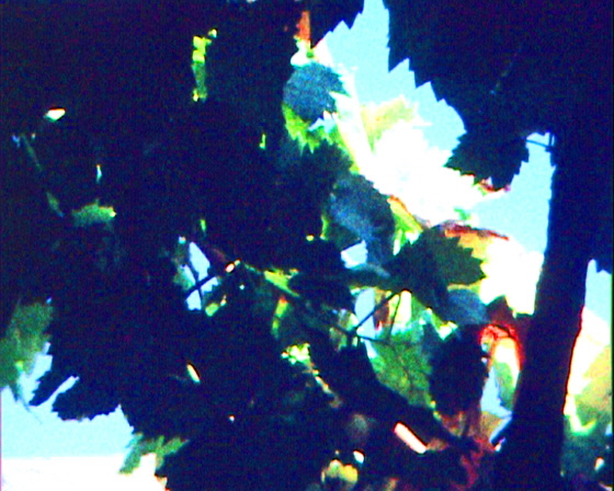 02-Kampos-2972-Weinblätter 02-Kampos-2972-Weinblätter