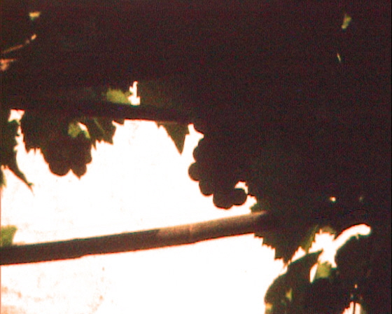 02-Kampos-2980-Weinranken mit Trauben 02-Kampos-2980-Weinranken mit Trauben