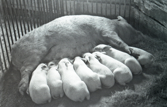57-M07-0022-Wutz mit 8 Ferkel-560 57-M07-0022-Wutz mit 8 Ferkel-560