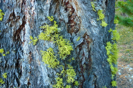 P1050269-Baum und Moos-2-560