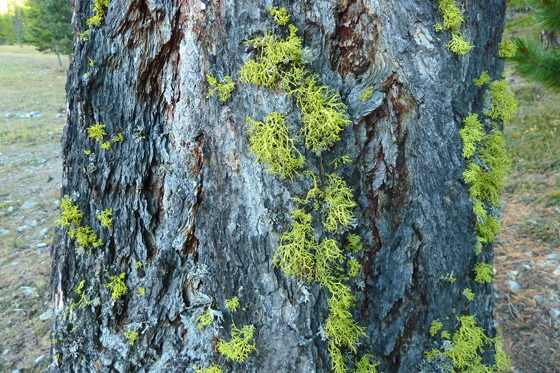 P1050270-Baum und Moos-1-560